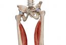 Анатомия четырехглавой, приводящих и других мышц бедра Латеральная широкая мышца бедра функции