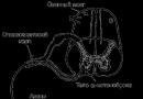 Двигательная иннервация мышечных волокон скелетных мышц Что такое иннервация
