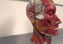 Симптомы и лечение заболеваний лицевого нерва Мимические мышцы лица иннервирует