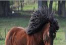 Характеристика арденской лошади