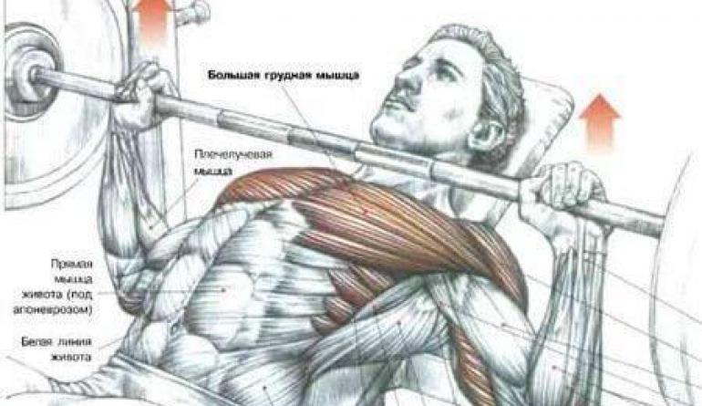 Как правильно накачать грудные мышцы: методика от профессионалов